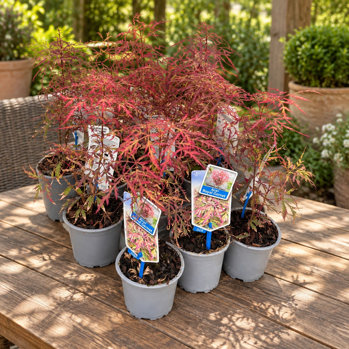 Acer palmatum 'Royal Garnet' (Japanese maple)