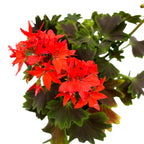 Muscate stelate - Pelargonium Fireworks 'Chocolate'