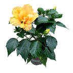 Trandafir japonez cu floarea dubla peach