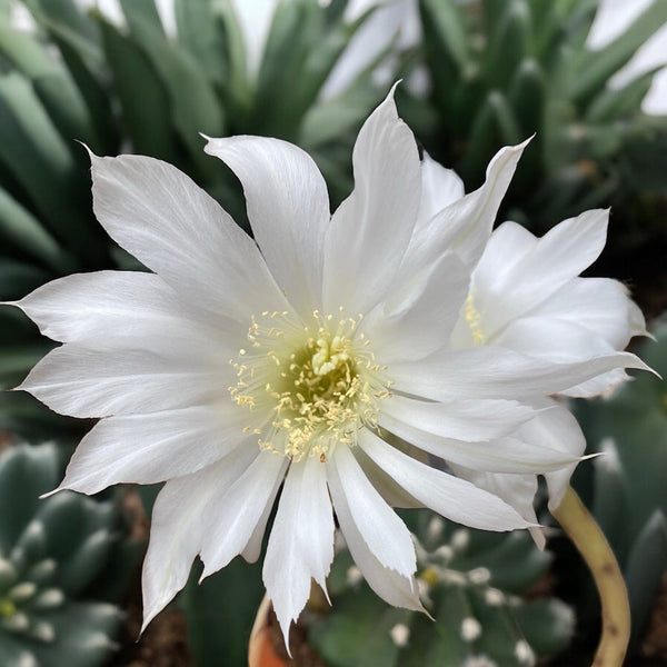 Echinopsis subdenudata (Osterlilienkaktus – duftende Blüten)