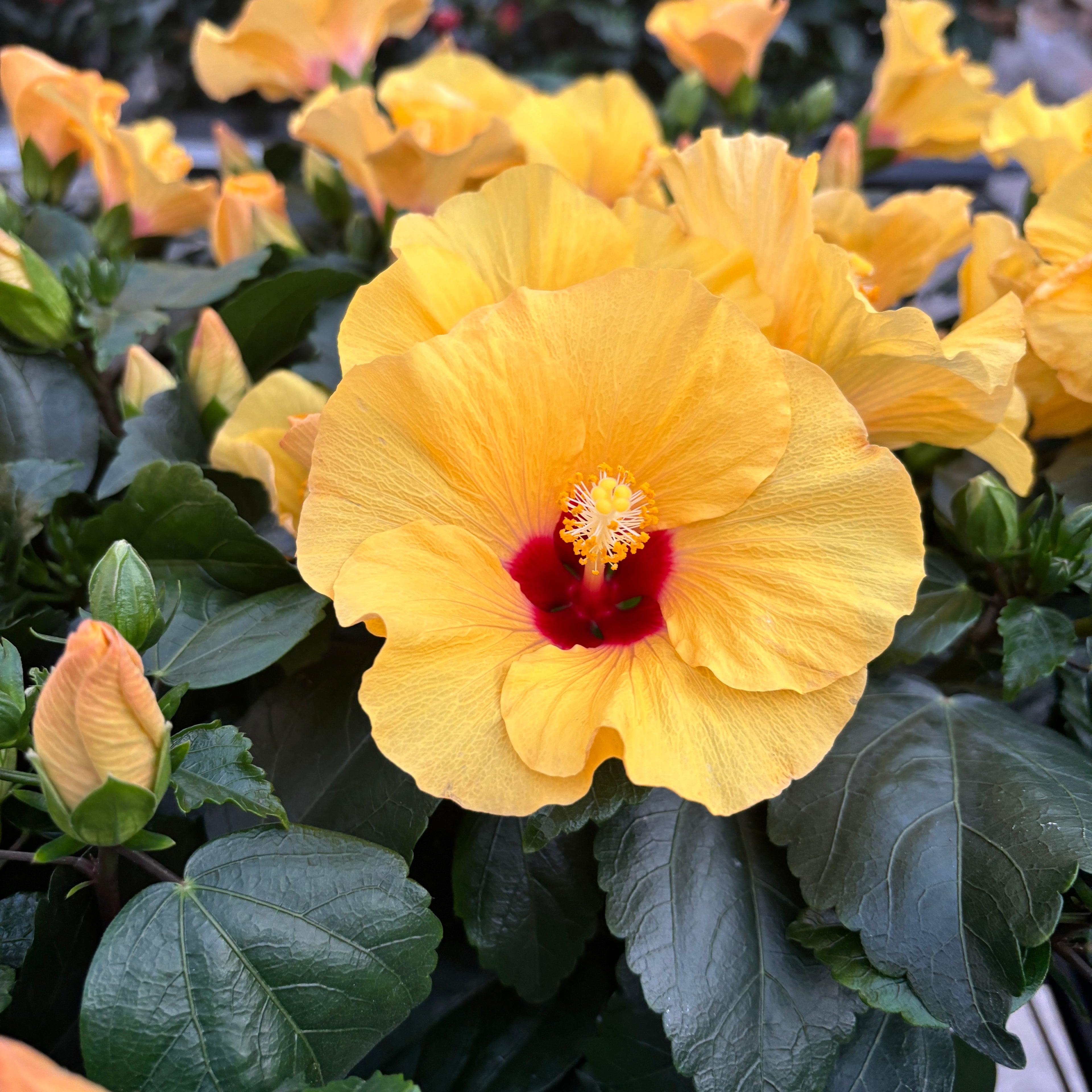 Hibiszkusz 'Adonicus Yellow' - XL virágok
