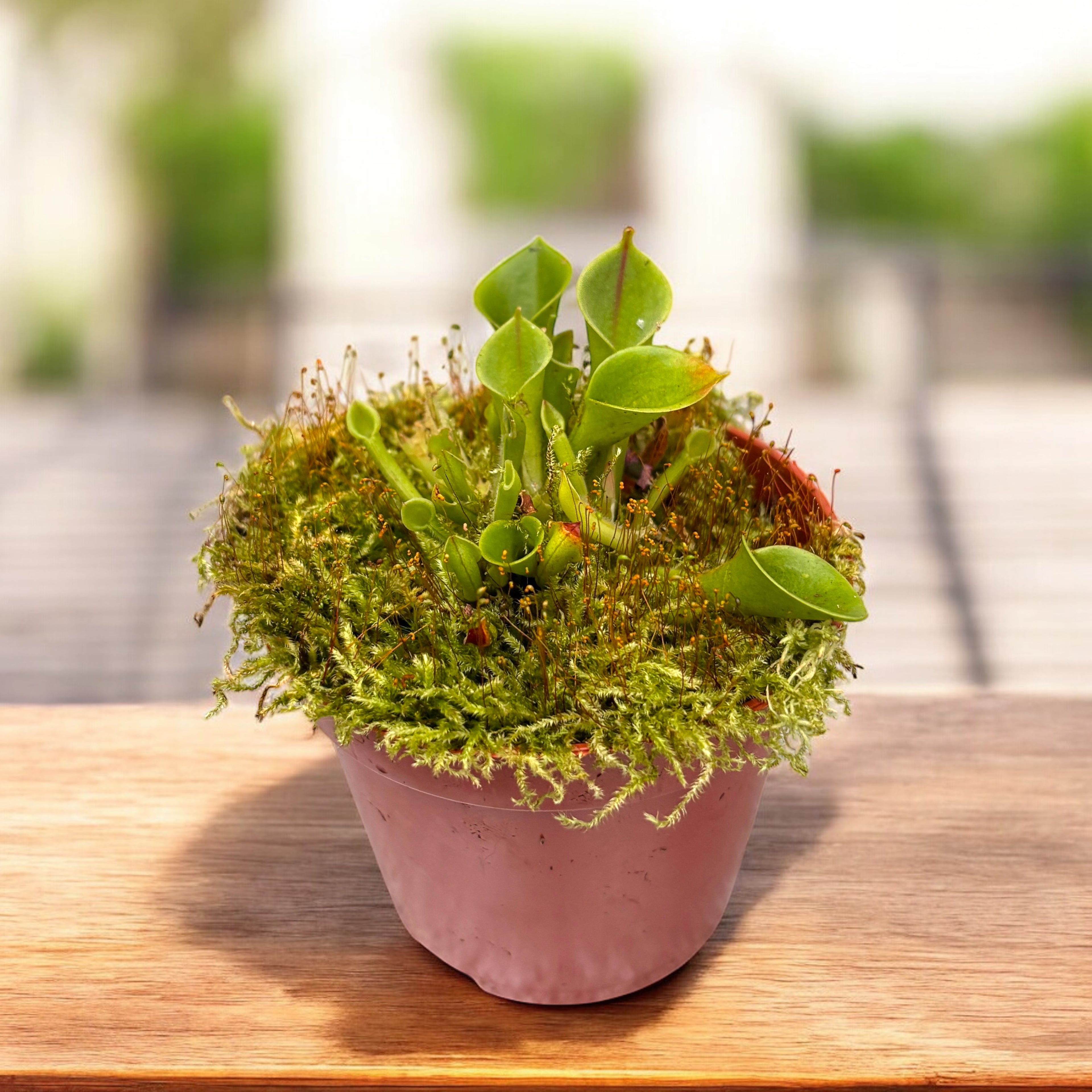 Heliamphora - planta carnivora de colectie