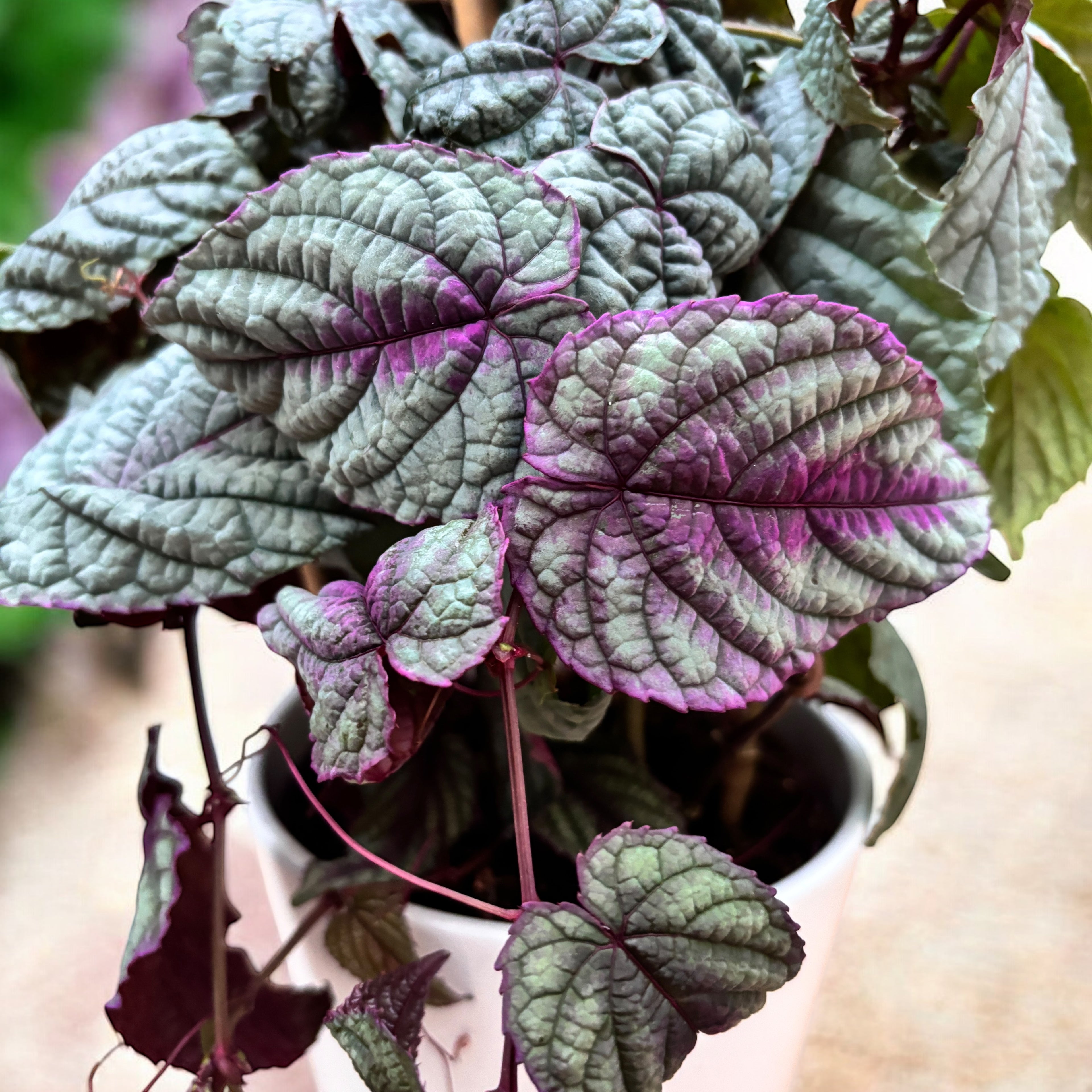 Cissus discolor ‘Floramag Violet Vine