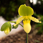 Paphiopedilum primulinum (sequential/multiflower)