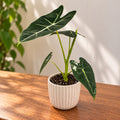 Alocasia micholitziana 'Frydek Variegata' (χαμηλή ποικιλοχρωμία)