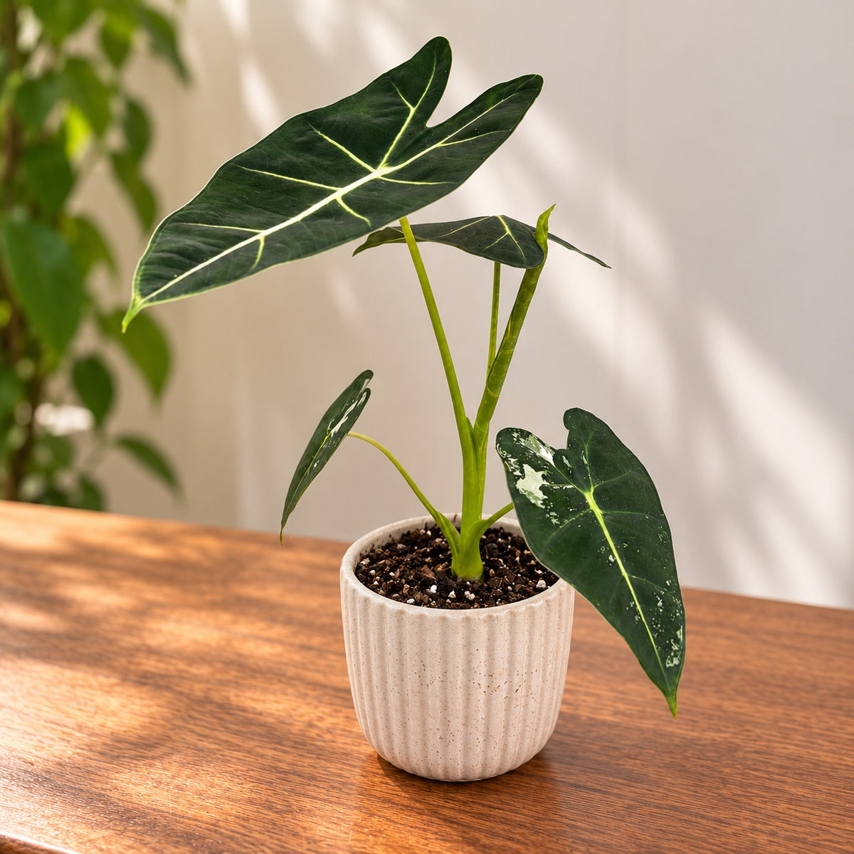 Alocasia micholitziana 'Frydek Variegata' (weinig bont)