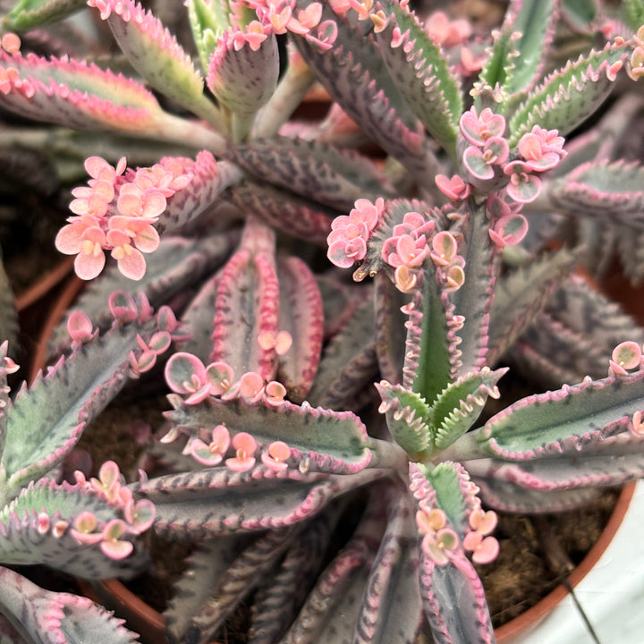 Kalanchoe 'Pink Butterfly' (Pink Mother of Thousand)