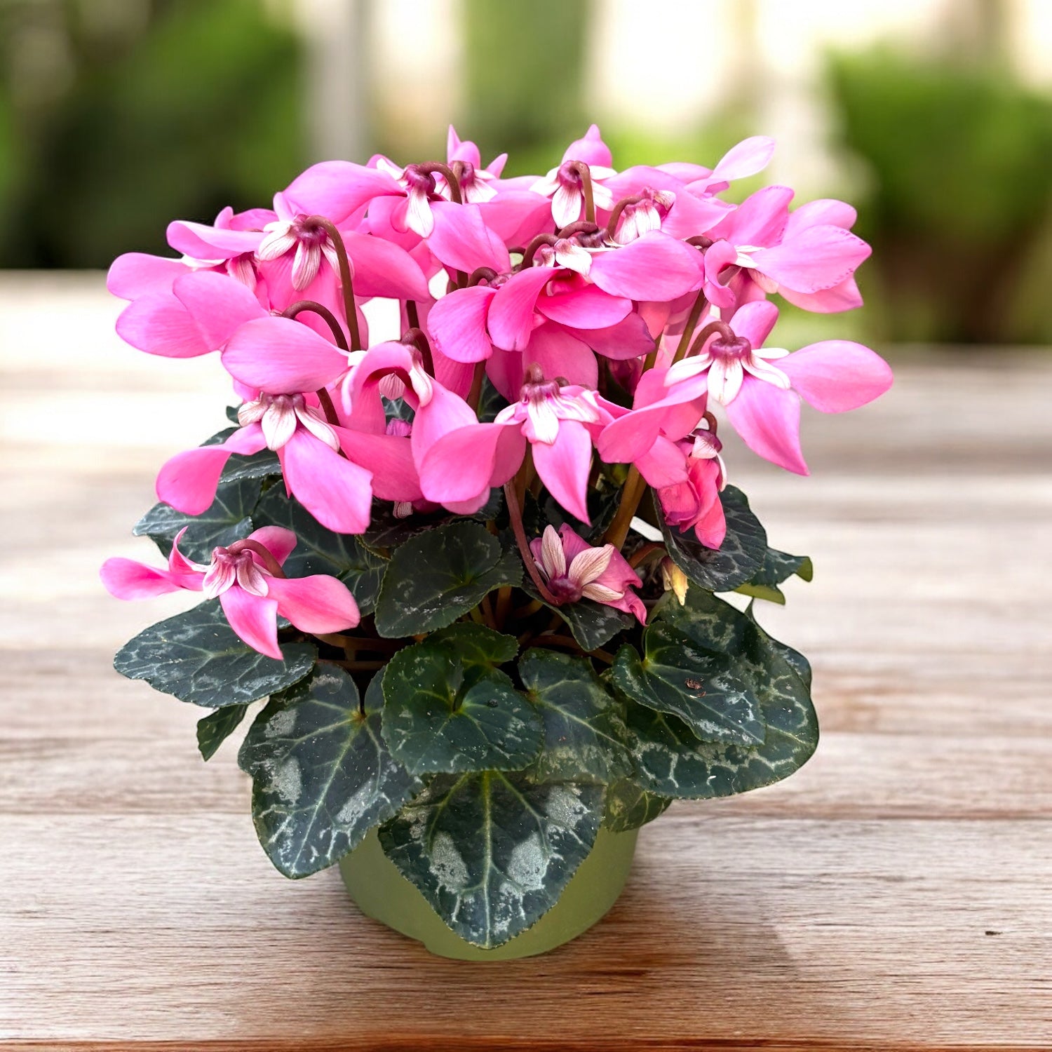 Cyclamen 'Djix Pink' – ciclamen decorativ cu inflorire bogata si
