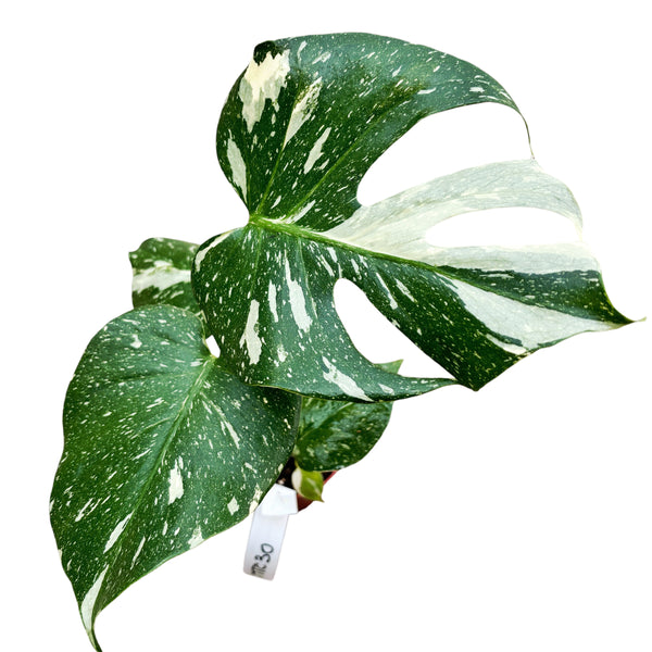 Sternbild Monstera Thai (MTC#30)