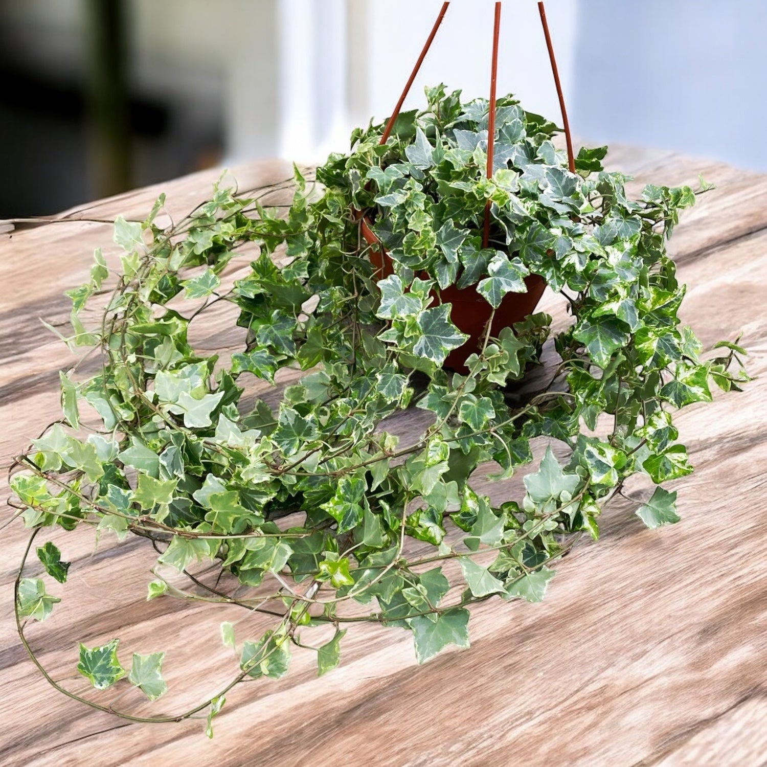 Hedera Mint Kolibri - Iedera curgatoare in bol