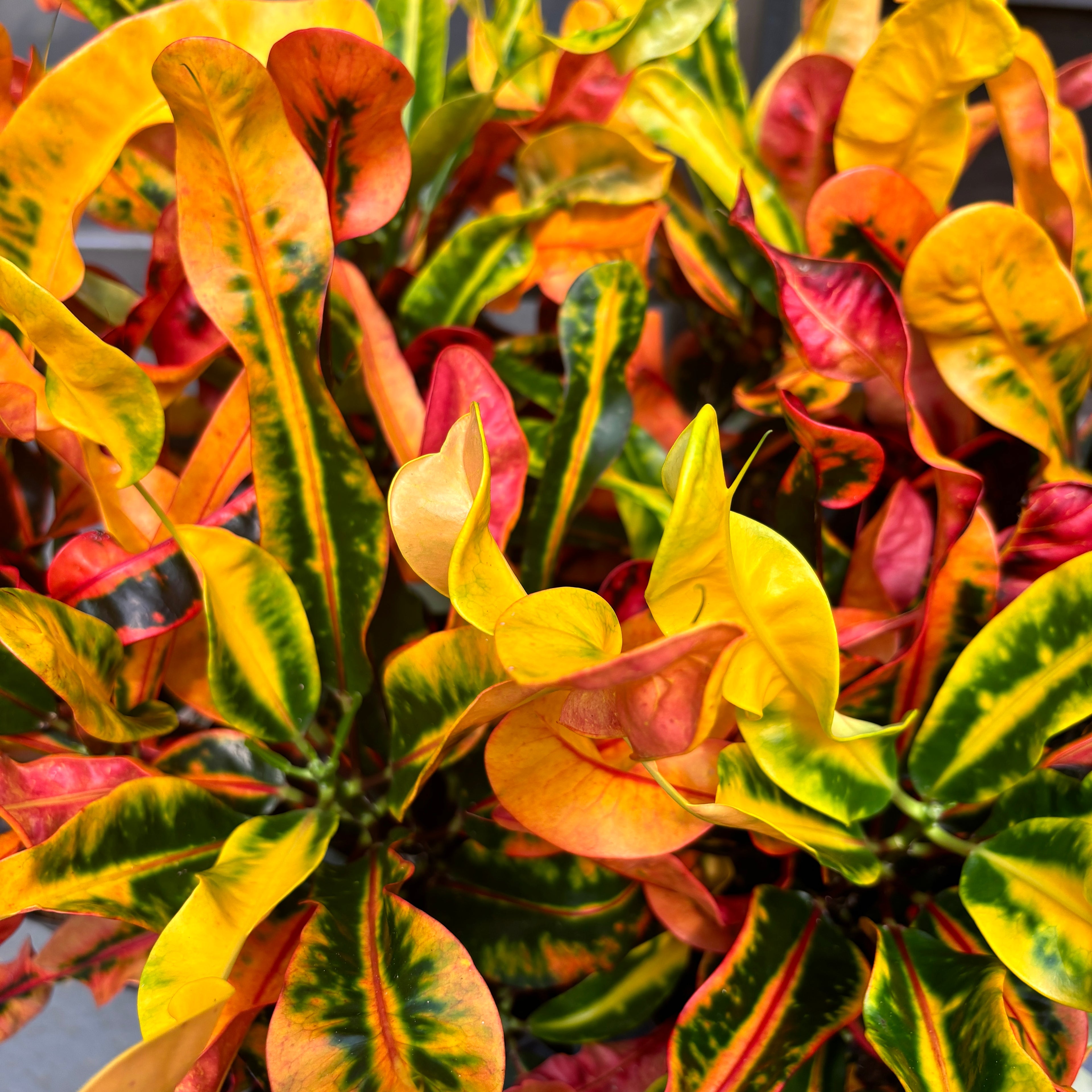 Codiaeum variegatum ‘Mammi’ D17