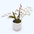 Oncidium Twinkle 'Red Fantasy' - flores intensamente perfumadas