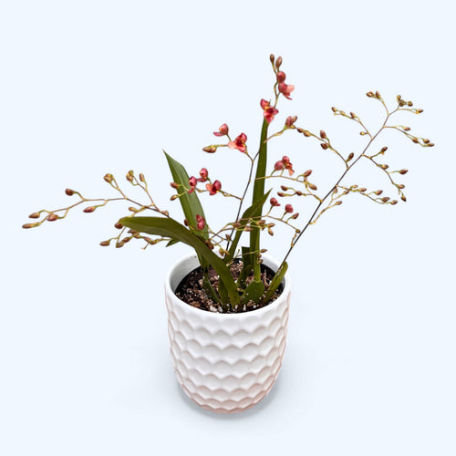 Oncidium Twinkle 'Red Fantasy' - flori intens parfumate