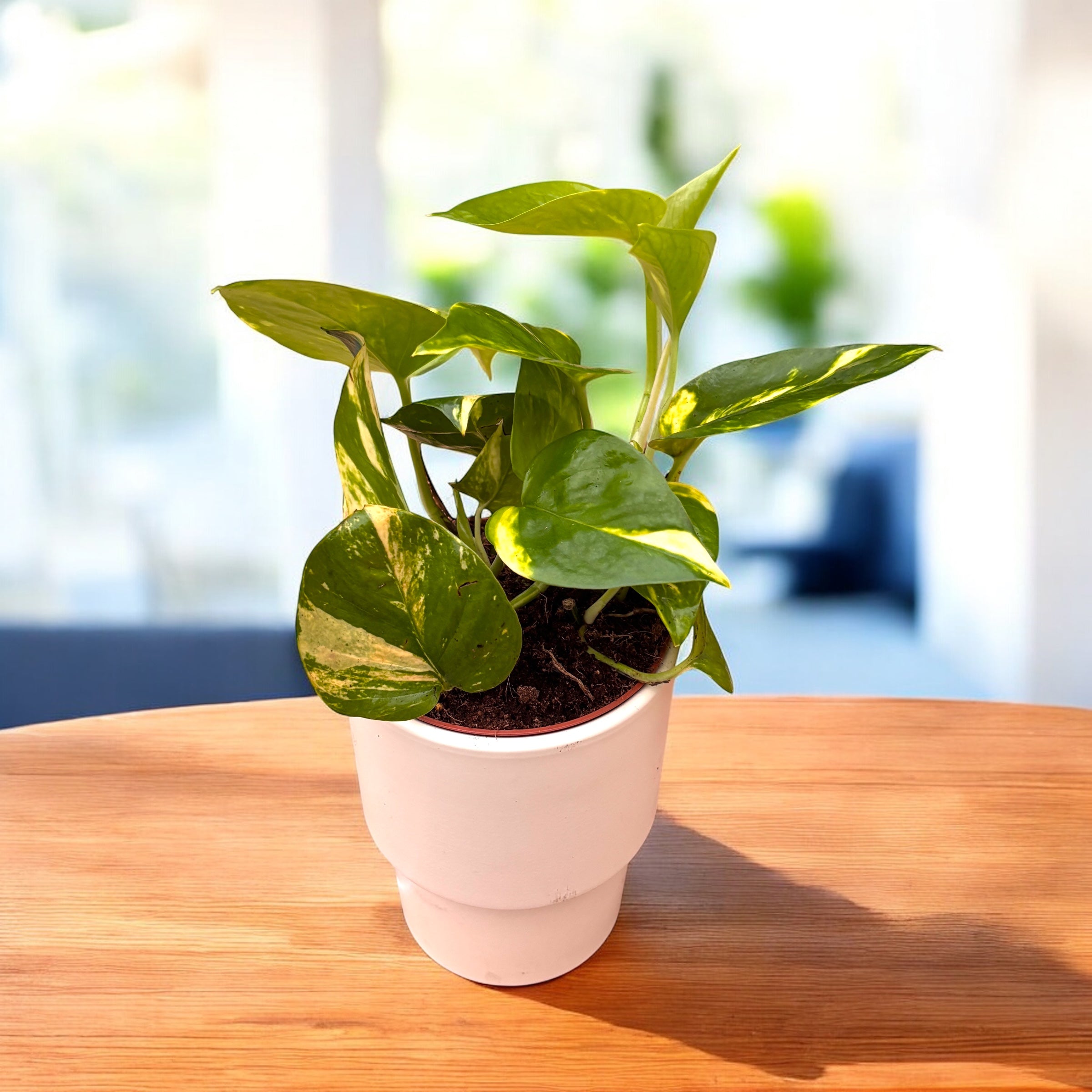 Epipremnum aureum 'Golden' 3-4 plants/pot