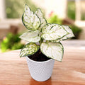 Aglaonema 'White Beautiful'