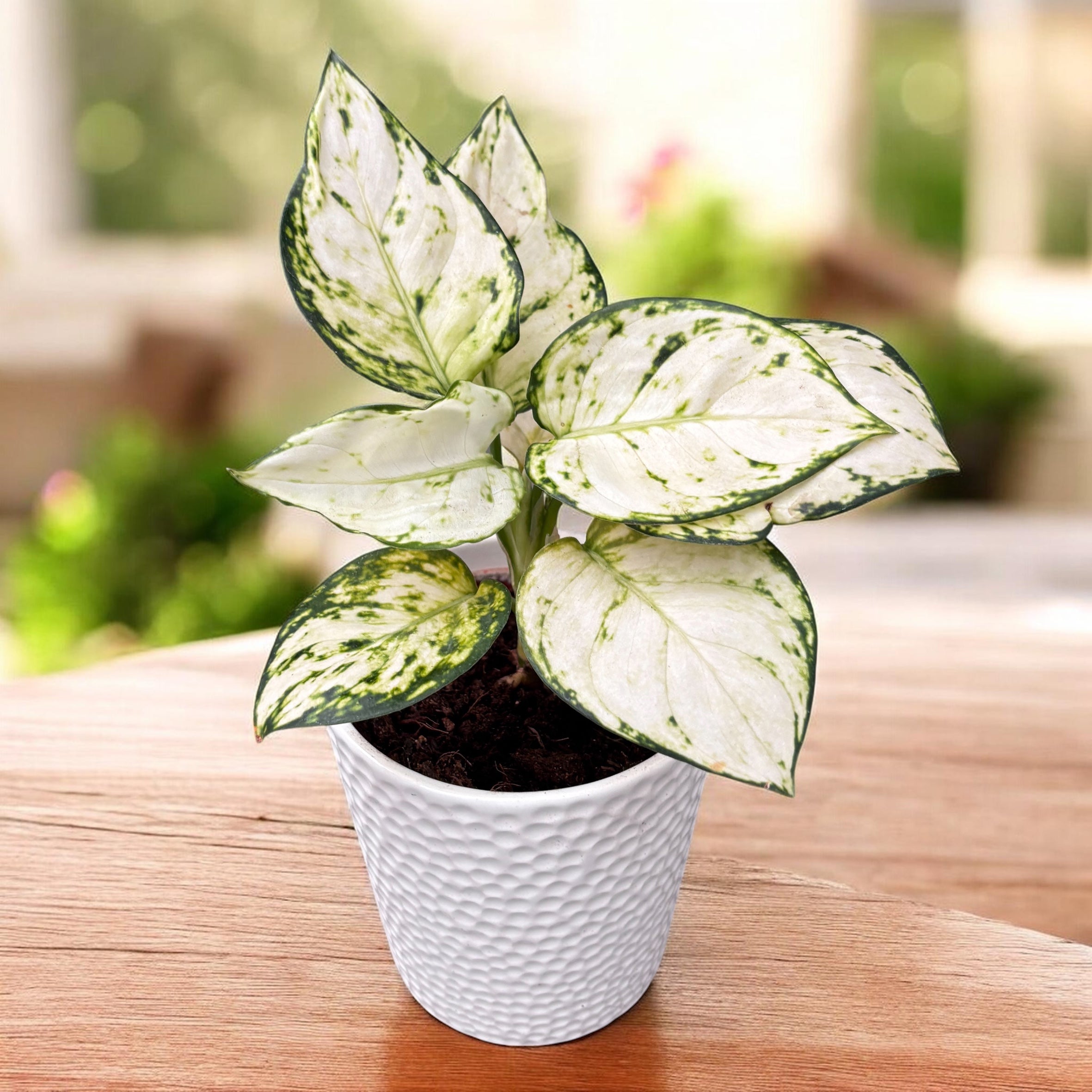 Aglaonema 'White Beautiful'