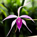 Brassocattleya Amethyst (C. purpurata × B. cucullata) scented