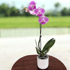 Phalaenopsis lmanion big lip