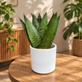 Sansevieria zeylanica ‘Fan'