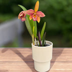 Rby. Copper Queen 'H&R'