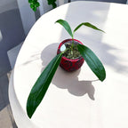 Anthurium pendens 'JA'