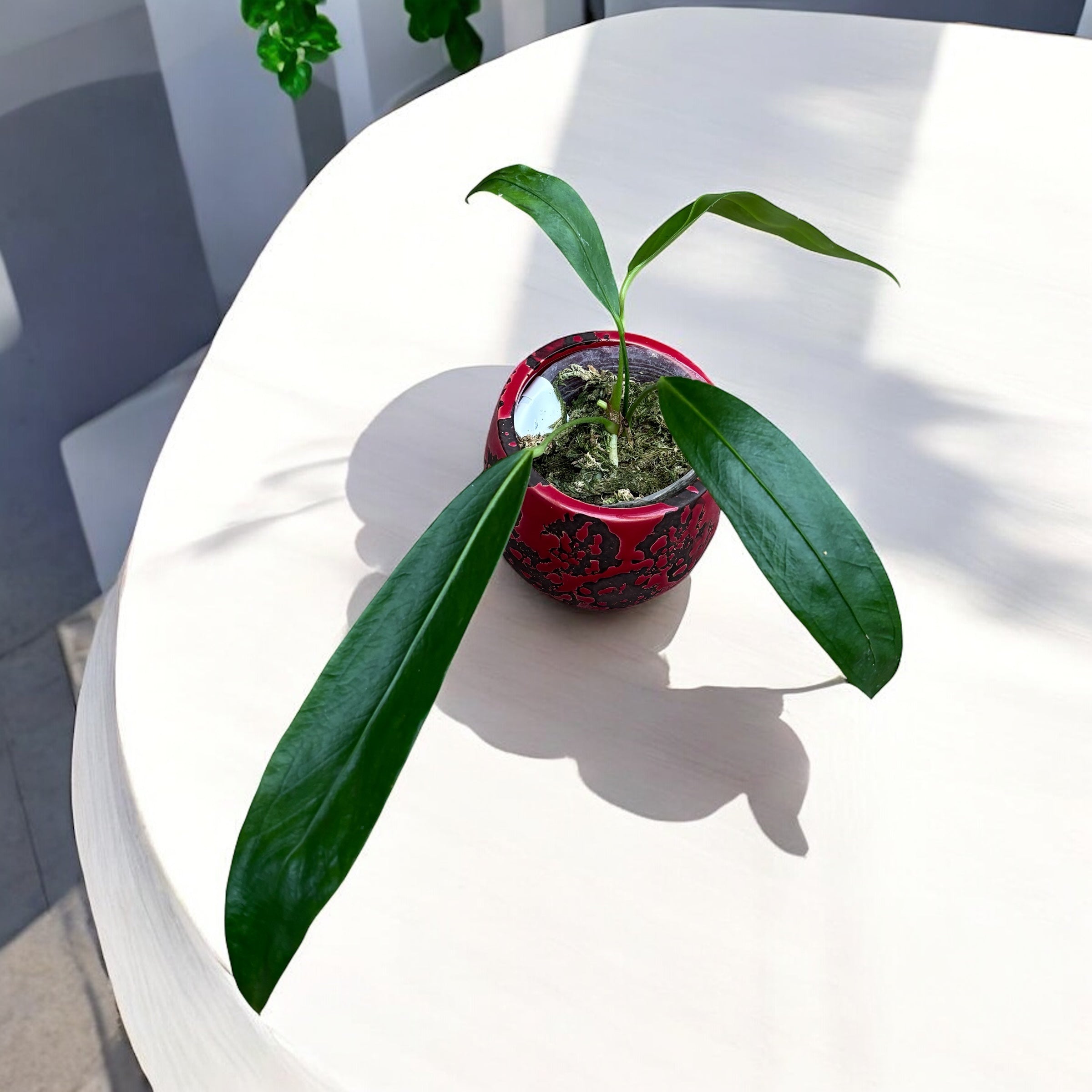 Anthurium pendens 'JA'