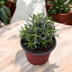 Lavanda la ghiveci parfumata - Lavandula angustifolia 'Hidcote'