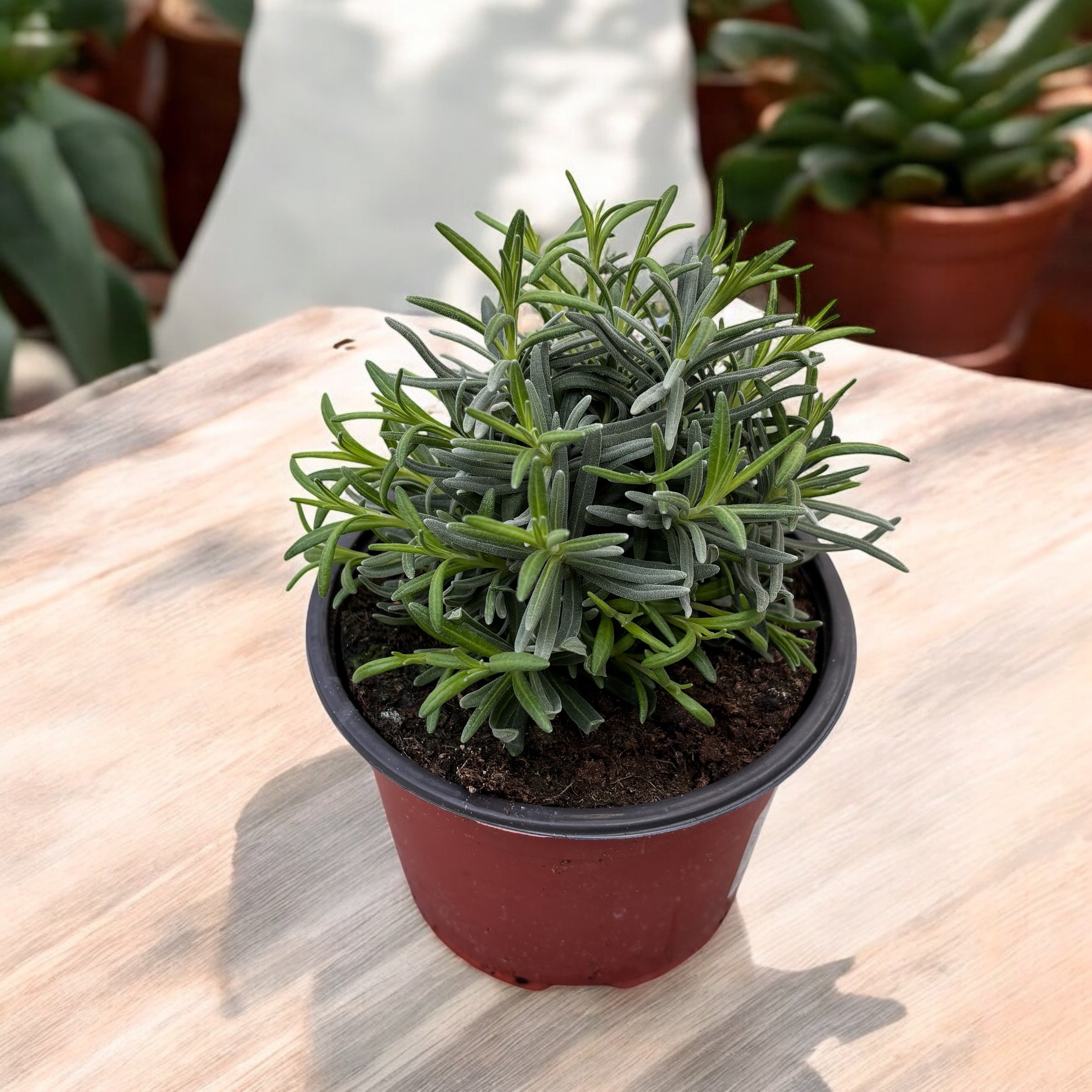 Lavanda la ghiveci parfumata - Lavandula angustifolia 'Hidcote'