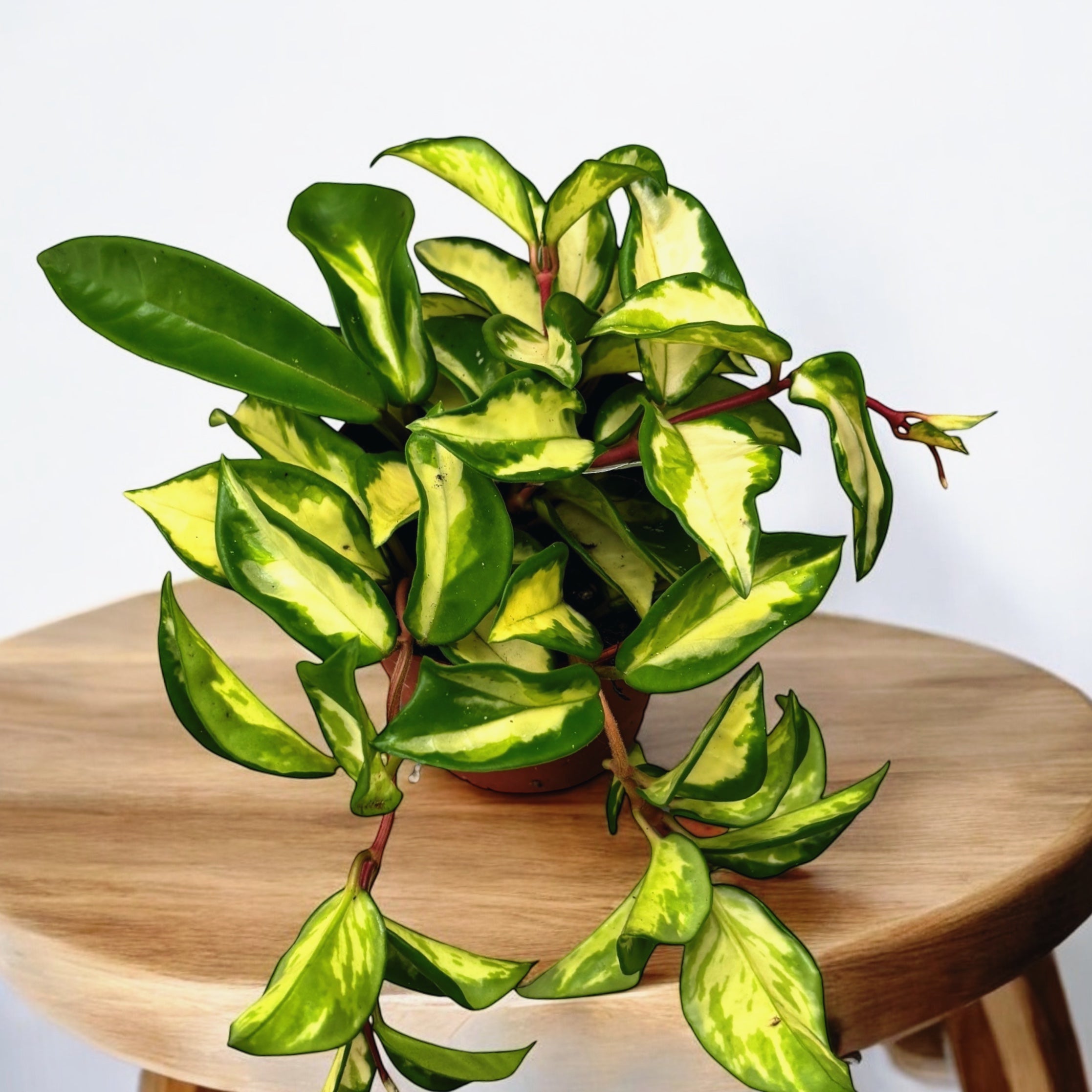 Hoya carnosa 'Tricolor' (Krimson Princess) - full pots, 4-5 plante/ghiveci