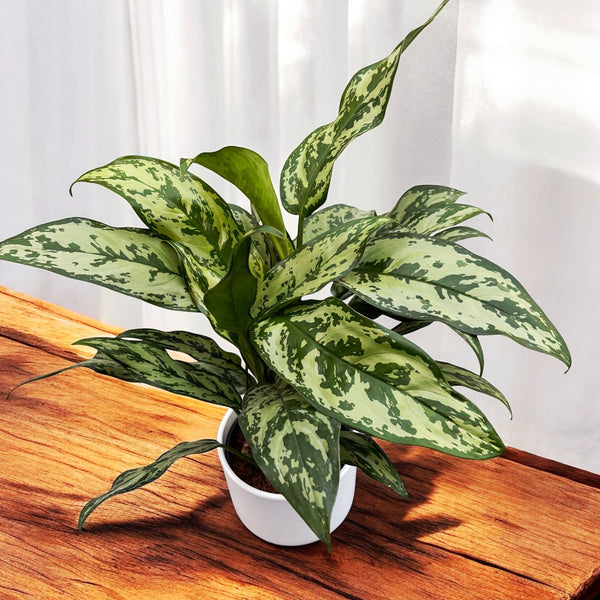 Aglaonema 'Romeo' - exemplare XL (2 plante/ghiveci)