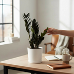 Zamioculcas zamiifolia 'Raven ZZ' ('Dowon') D14 - planta ZZ cu frunze negre lucioase