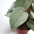 Scindapsus 'Silver Hero' 4pp