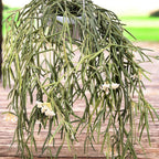 Hoya linearis - flori parfumate,  exemplare mari