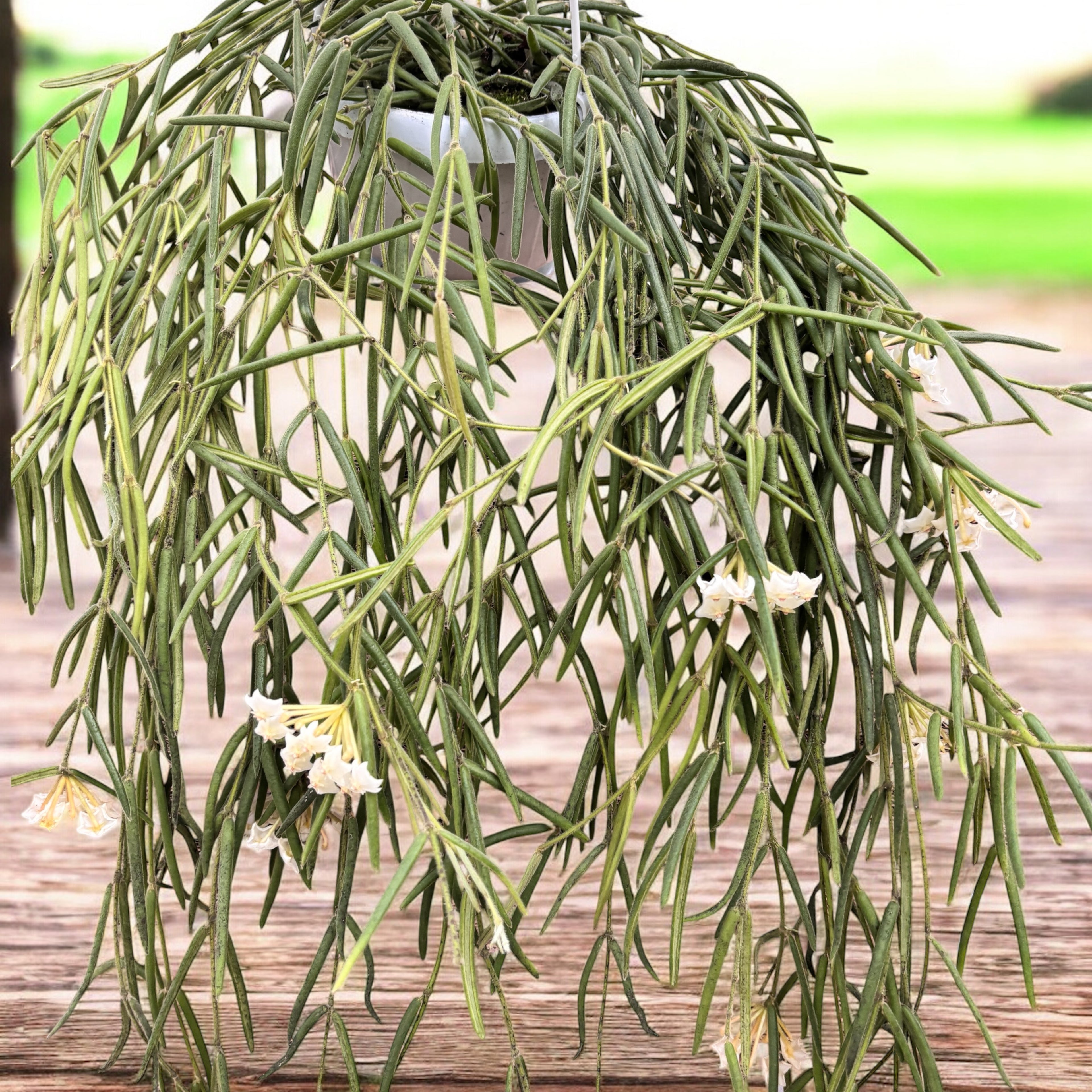 Hoya linearis - flori parfumate,  exemplare mari