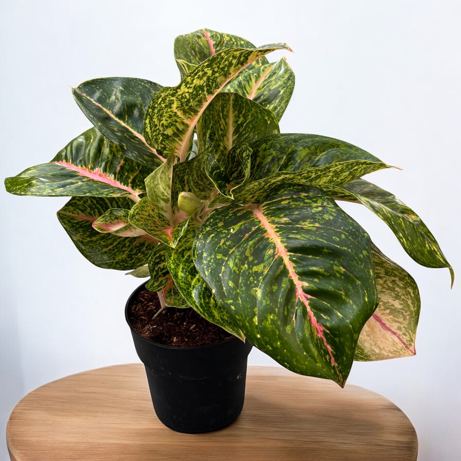 Aglaonema 'Melon Candy’ - exemplare XL
