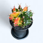 Gymnocalycium mihanovichii var. nichikii (Variegata) Mischung