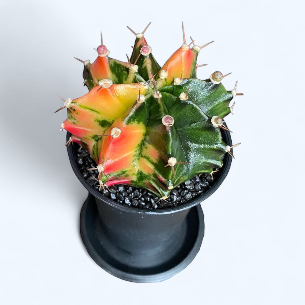 Gymnocalycium mihanovichii var. nichikii (Variegata) mix