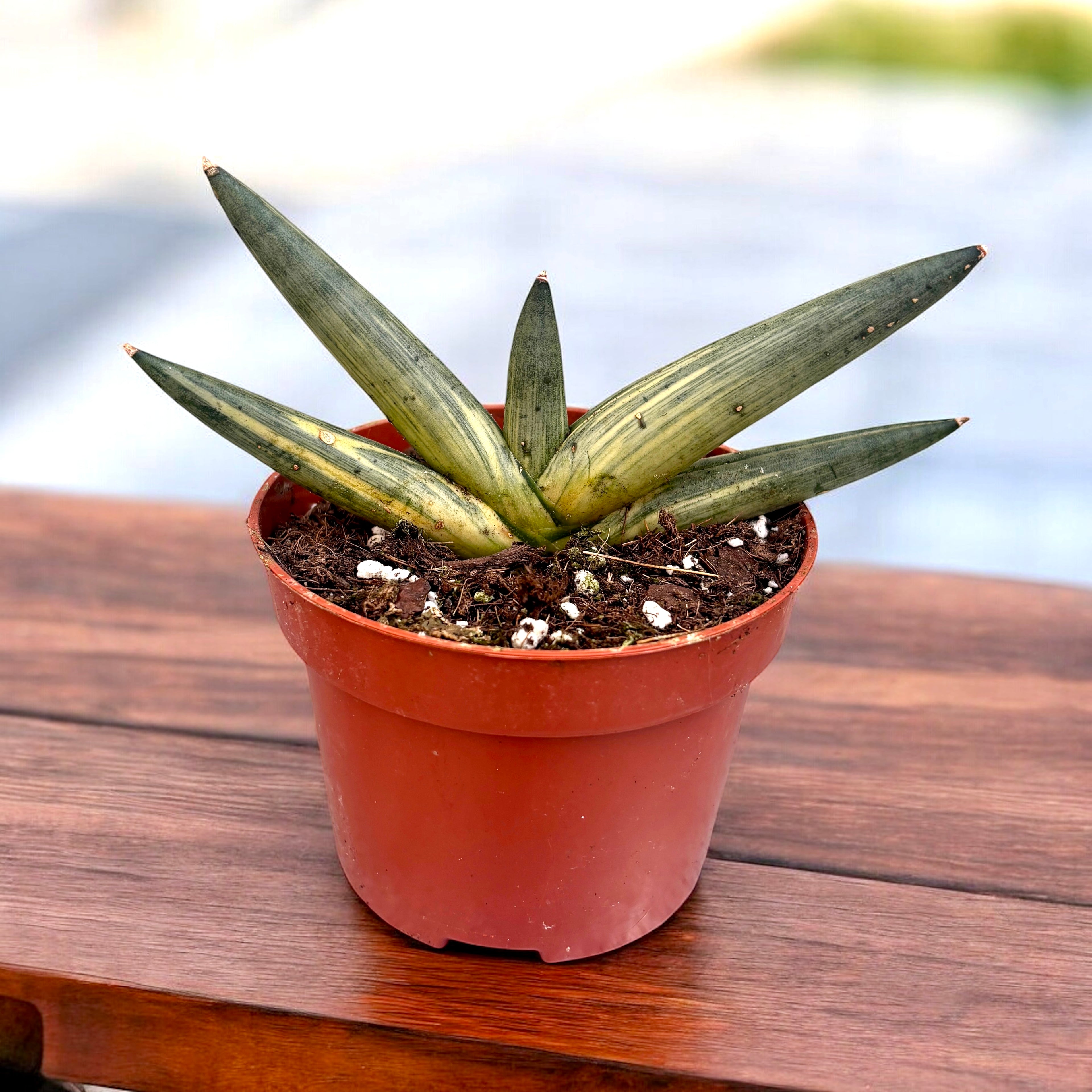 sansevieria cylindrica variegated Sansevieria cylindrica 'Boncel Variegata'