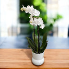 Phalaenopsis Charming Snow grande lèvre