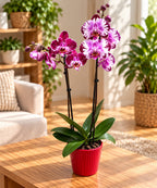 Phalaenopsis Art nouveau - pièce unique