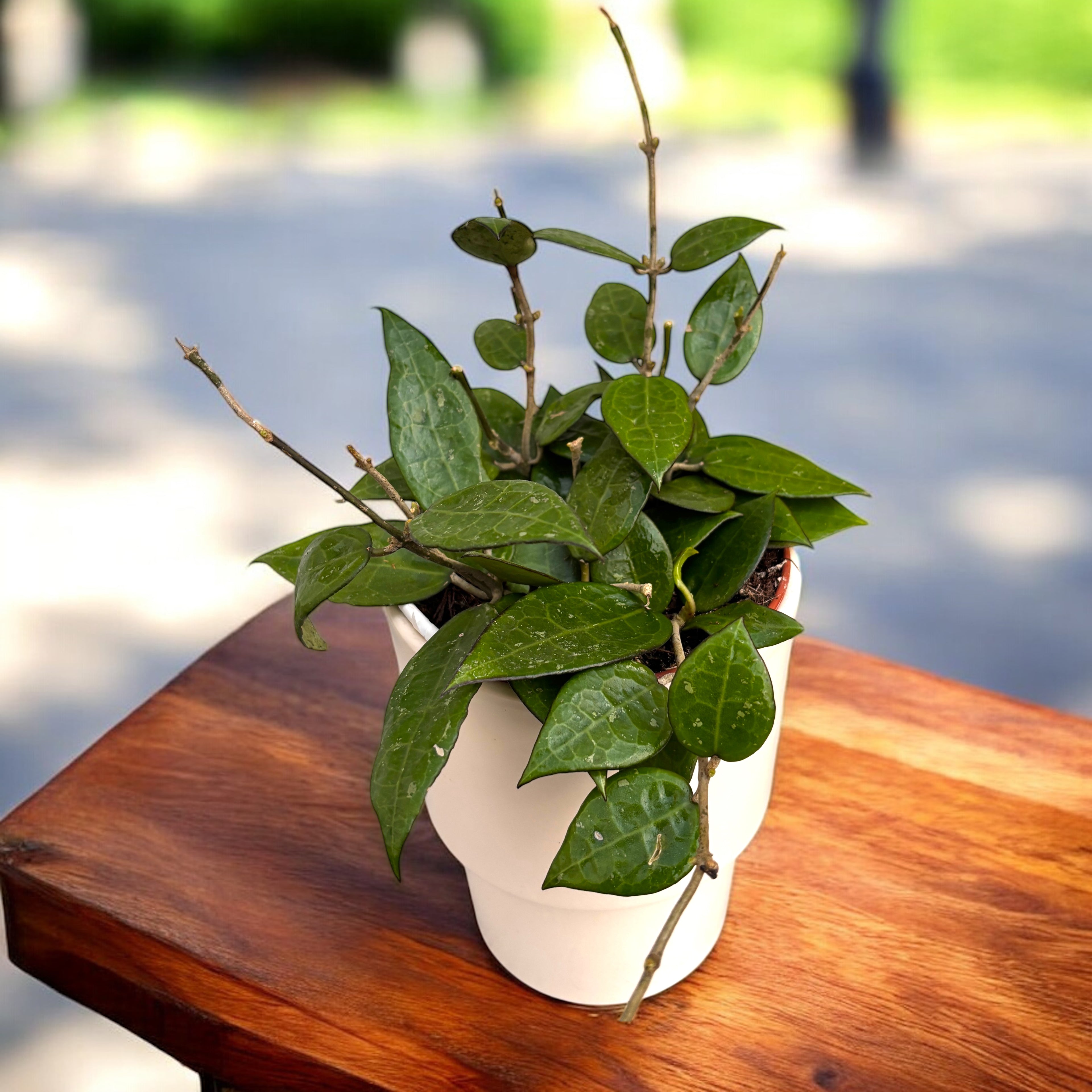 Hoya parasitica 'Black Margin' - full pots