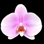 Phalaenopsis Singolo Mino (LIGHT Pink)- floarea XXL