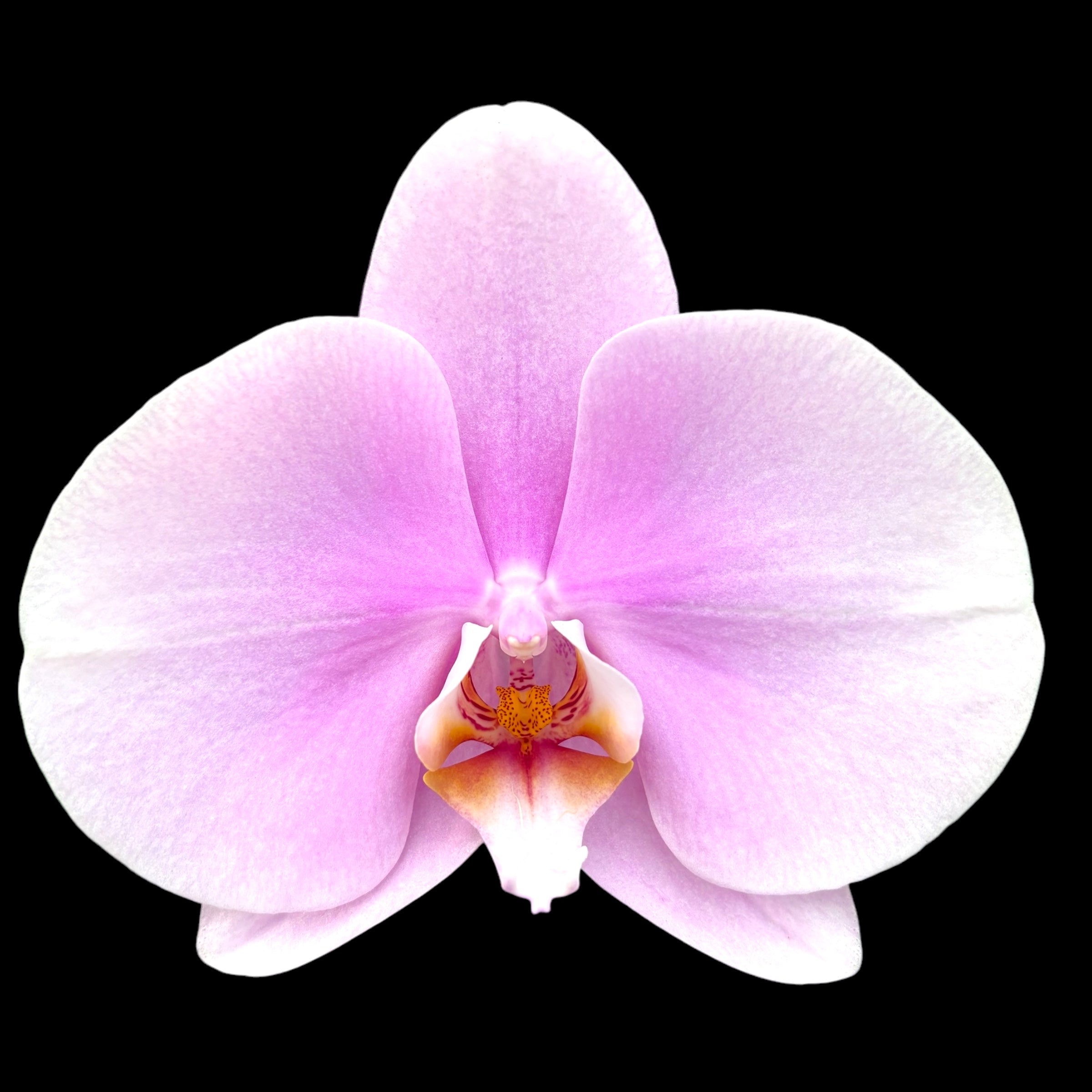 Phalaenopsis Singolo Mino (LIGHT Pink)- floarea XXL