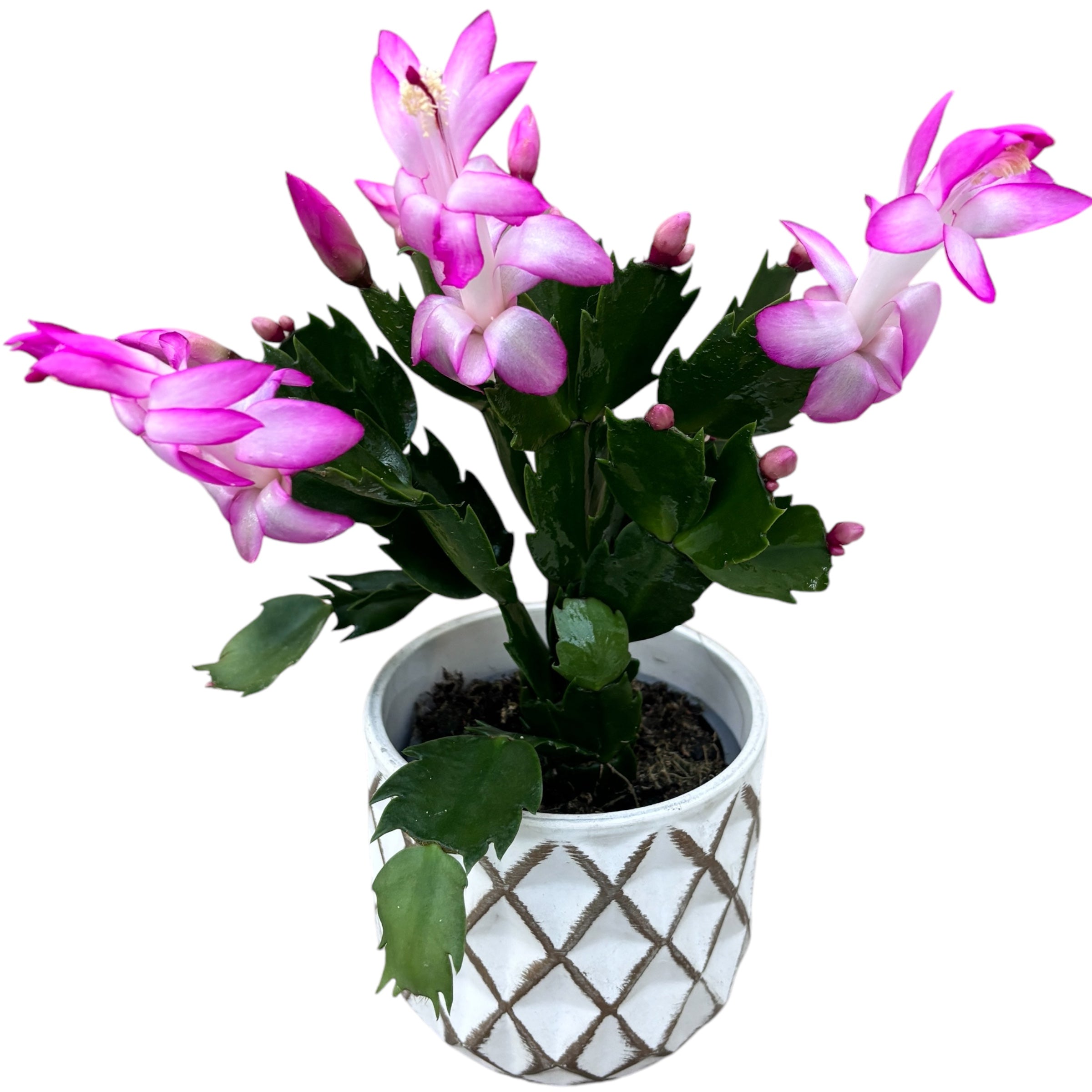 Schlumbergera 'Carollyne' (Craciunita roz) 2pp
