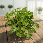 Muscate parfumate - Scented Geranium Melon (aroma de pepene)