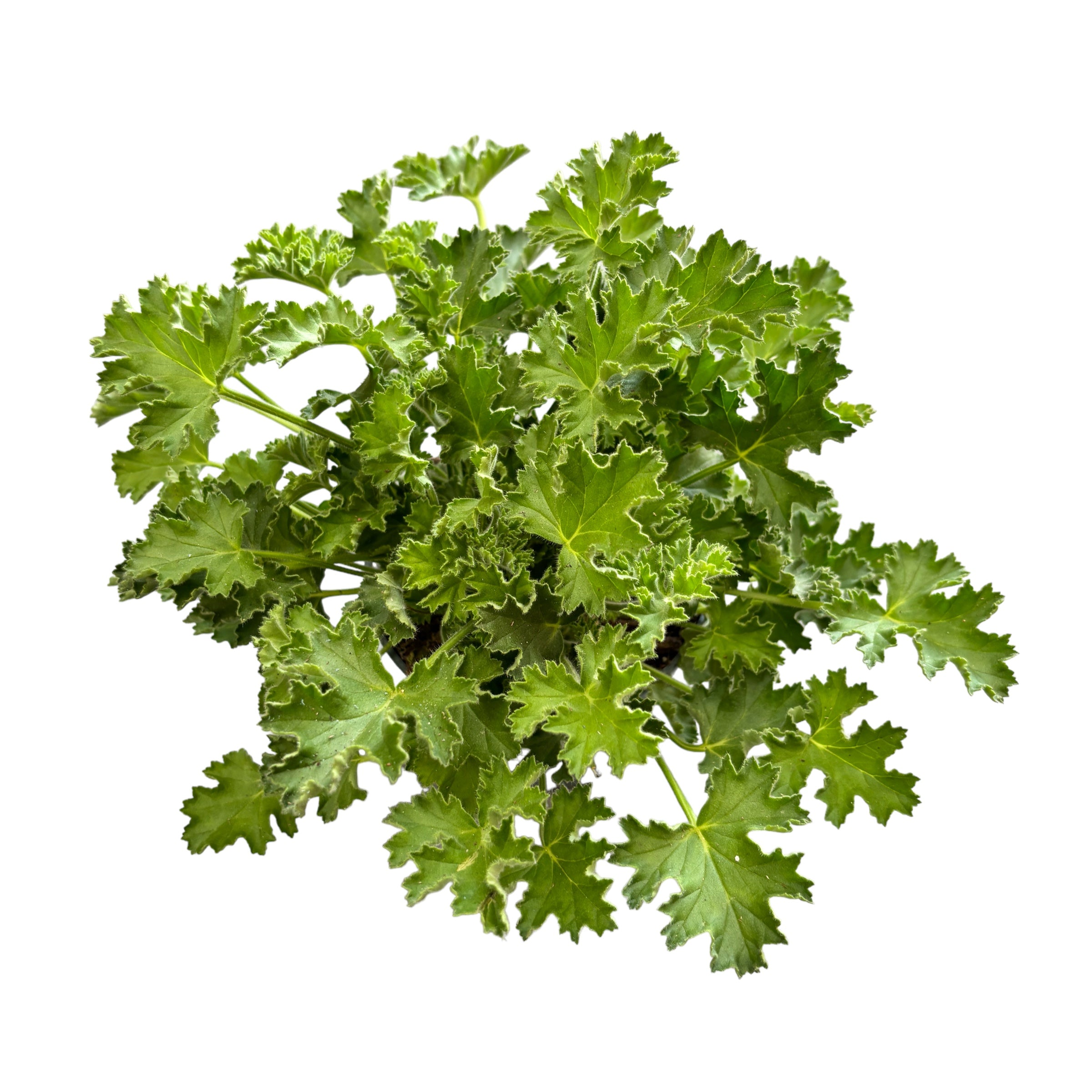 Muscate parfumate - Scented Geranium (aroma de pepene)