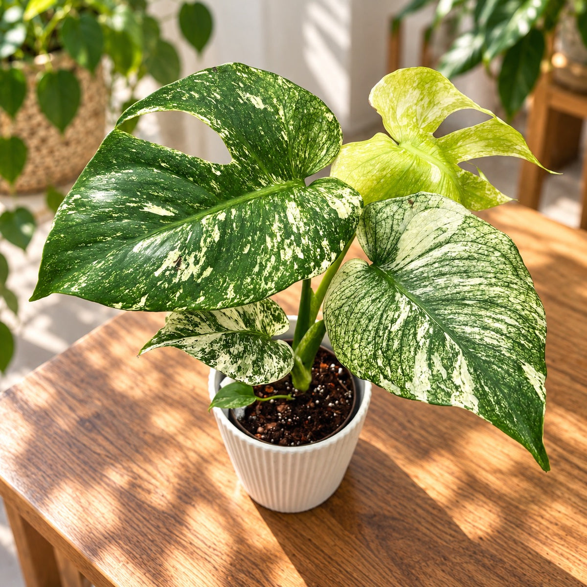 Monstera deliciosa 'Mint' D11 - zeldzame variëgatie