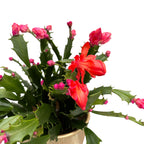 Schlumbergera 'Thor Wild Cactus Orange' 6pp