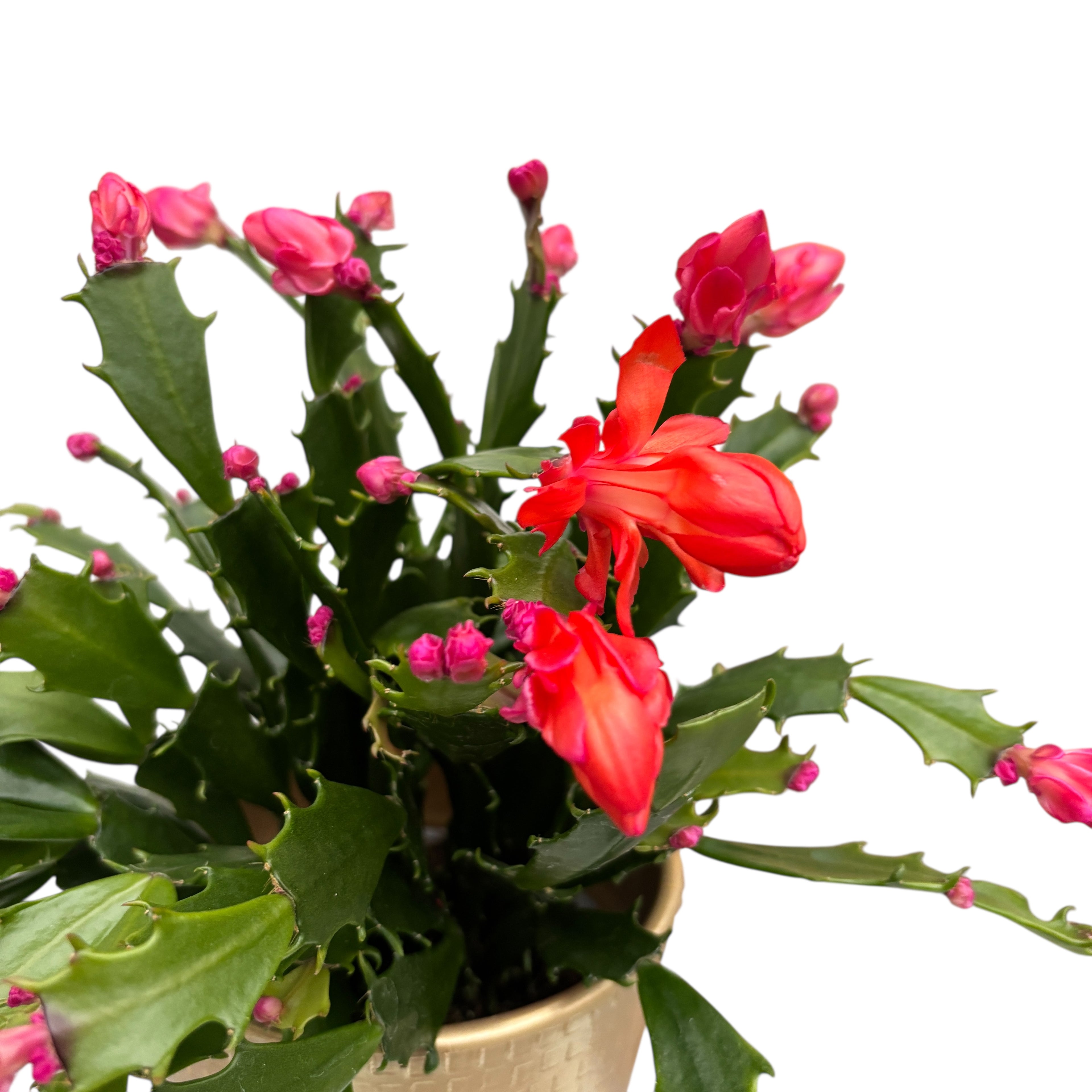 Schlumbergera 'Thor Wild Cactus Orange' 6pp