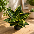 Sansevieria Hahnii 'Superstar'